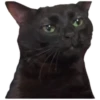 black cat 5