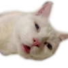 Meow 8