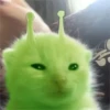 👽 alien cats 🐈‍⬛️ by чYча 9