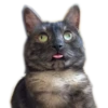 Meow 9