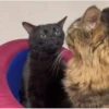 lil silly cats 13
