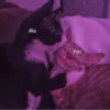 Котики 13