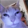 si lo lees eres gay 9