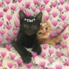 Котики 14