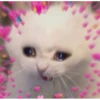 lil silly cats 14
