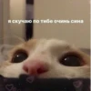 Котики 15