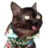 Meow 10