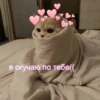 Котики 17