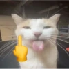 lil silly cats 16