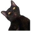 black cat 7