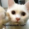 Котики 18