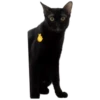 black cat 8