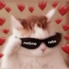 Котики 19