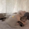 Котики 20