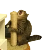 Meow 11