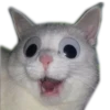 Meow 12