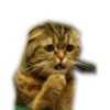 Meow 13