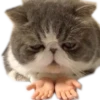 Meow 14
