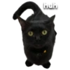 black cat 9