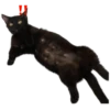 black cat 10