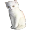Meow 15
