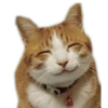 Meow 16