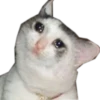 Meow 17