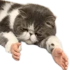 Meow 19