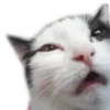 Meow 20