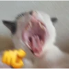lil silly cats 20