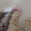Котики 23