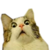 Meow 21