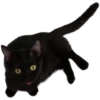black cat 11
