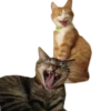 Meow 22