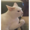 lil silly cats 21