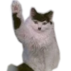 Meow 23