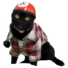 black cat 12