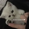 Котики 24