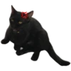 black cat 13
