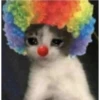 lil silly cats 22