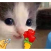lil silly cats 23