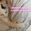 Котики 26
