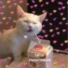 Котики 27