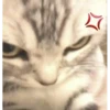 lil silly cats 25