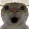 lil silly cats 27