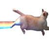 Meow 24