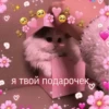 Котики 28