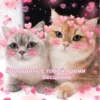 Котики 29