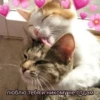 Котики 30