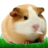 Hamsters Soldados💞1🇵🇪Clásica 6